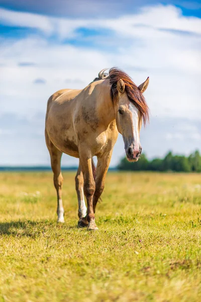 Yalnız at çayırda otluyor..
