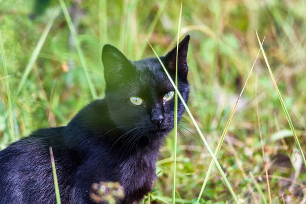 Gato Negro Callejero Hierba — Foto de Stock