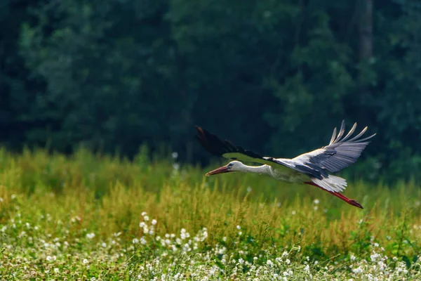 Cicogna Fotografata Volo — Foto Stock