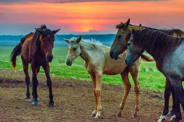 Atlar Şafakta Otlar — Stok fotoğraf