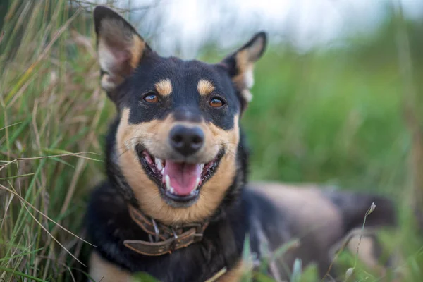 Bir Bekçi Köpeği Çimenlerde Pusuya Yatar Fotoğraflı Yakın Plan — Stok fotoğraf