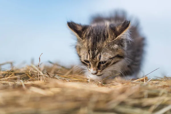 Portret Van Een Dakloze Kitten Close Tegen Lucht — Stockfoto