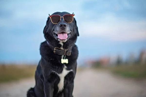 Black Labrador Sitting Road Wearing Glasses — Stock Photo, Image