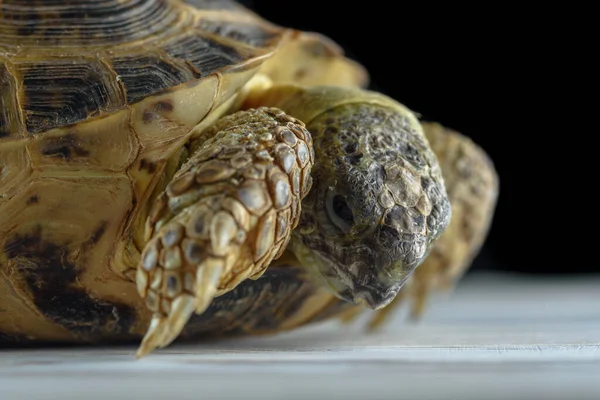 Kaplumbağa Karanlık Arka Planda Yakın Plan — Stok fotoğraf