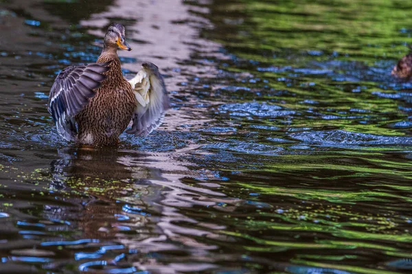 Bir ördek kanatlarını çırpar. Fotoğraflı yakın plan..