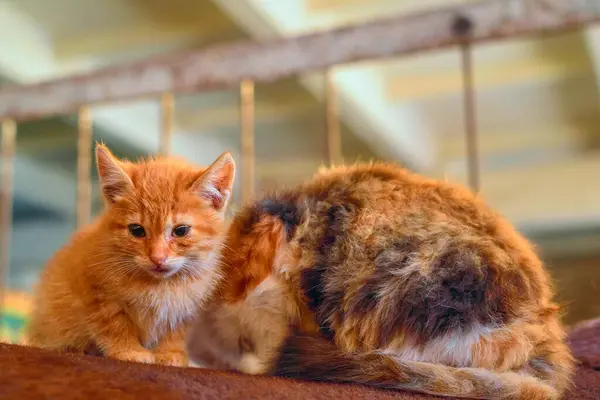 Gatitos Espalda Del Caballo Establo — Foto de Stock