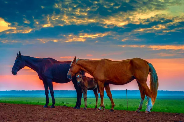 Caballos Pastan Amanecer — Foto de Stock