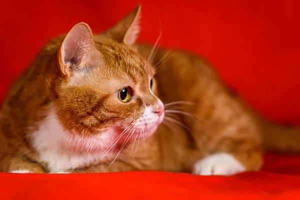 Kırmızı Arka Planda Bir Kedinin Portresi — Stok fotoğraf