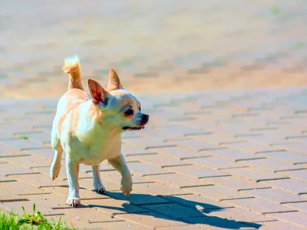 Chihuahua Gioca Nel Cortile — Foto Stock