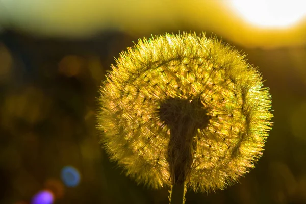 Dandelions Terhadap Latar Belakang Matahari — Stok Foto