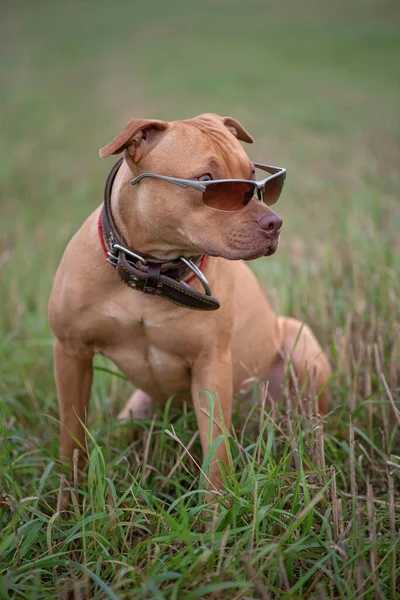 Portrait American Pit Bull Terrier Wide Leather Collar Sunglasses — Stock Photo, Image