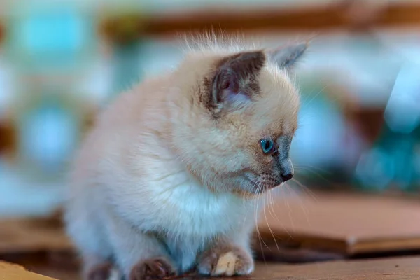 Portret Van Een Wit Dakloze Kitten — Stockfoto