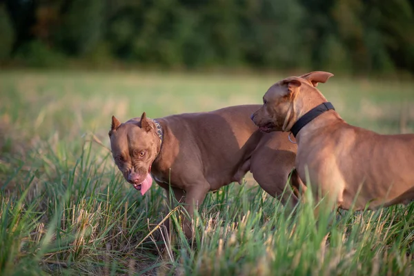 Dois Pit Bull Terriers Americanos Estão Jogando Campo Perto Floresta — Fotografia de Stock