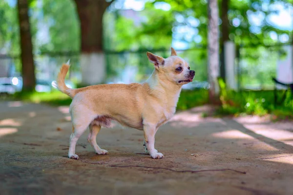 Chihuahua bahçede oynuyor.