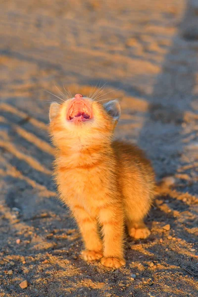 Gatito Rojo Come Una Salchicha — Foto de Stock