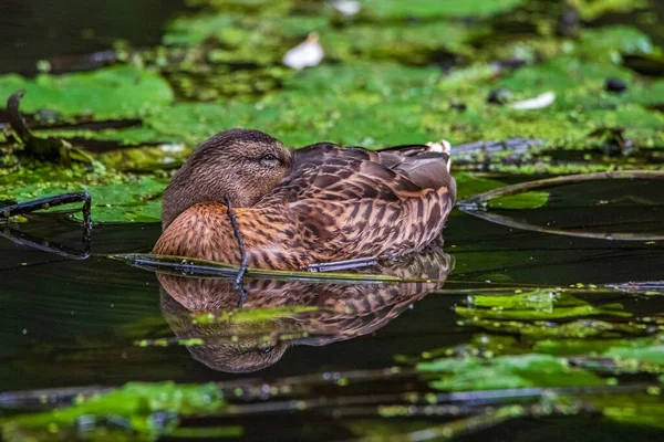 Güzel bir yaban ördeği gölette tüyleri temizler. Fotoğraflı yakın plan..