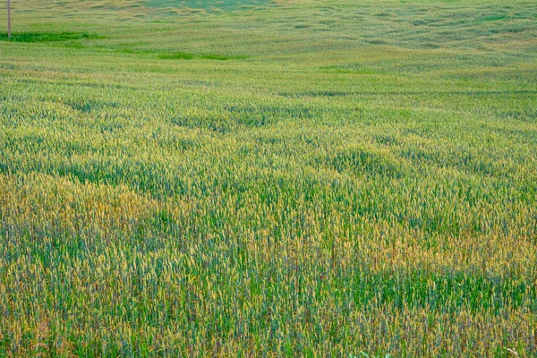 Campo Trigo Verde — Foto de Stock