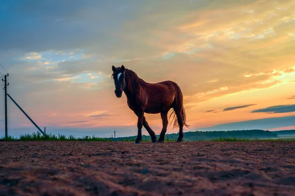Atlar şafak vakti çayırda otluyor.