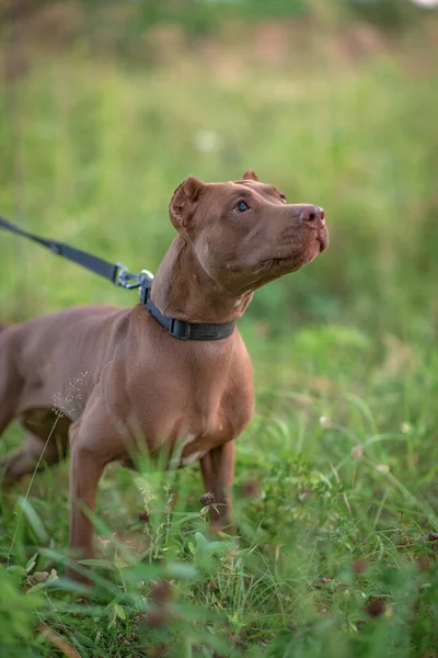 Portret Van Een Formidabele Pitbull Terrier Het Groene Gras Close — Stockfoto