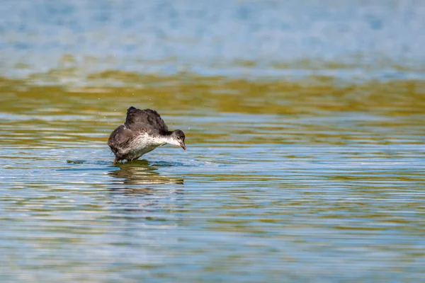Eine Ente Teich Flattert Beim Start Mit Den Flügeln — Stockfoto