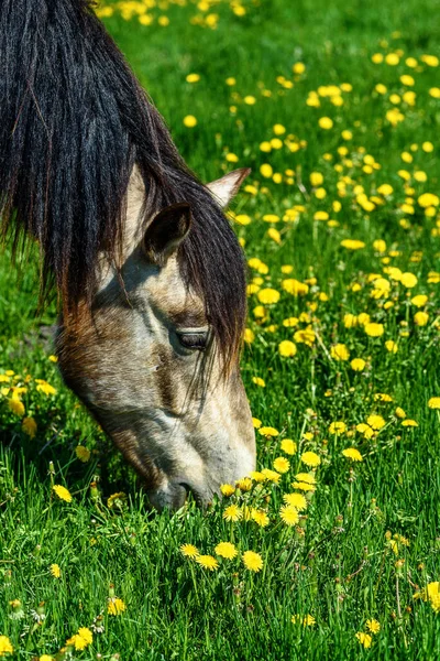 Kůň Poli Pampelišky — Stock fotografie