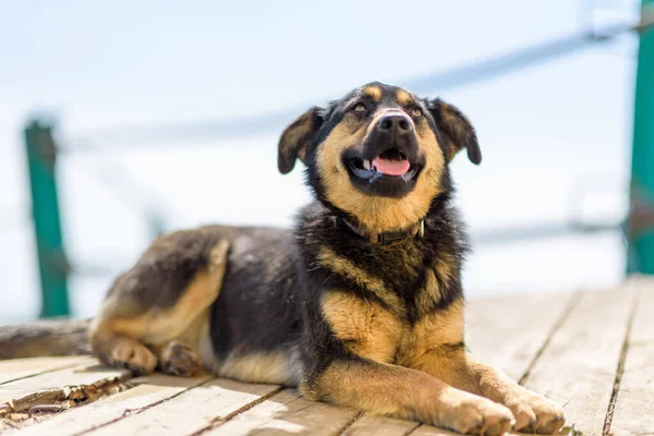 Serseri Bir Köpek Tahtadan Yapılmış Tahtaların Üzerinde Güneşleniyor — Stok fotoğraf