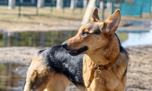 Porträt Eines Schäferhundes Auf Der Straße — Stockfoto