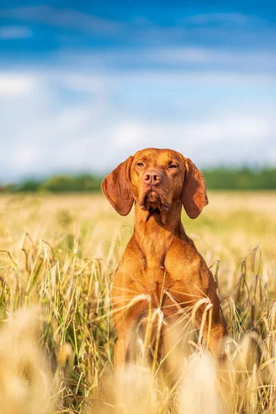 Húngaro Magyar Vizsla Closeup — Fotografia de Stock