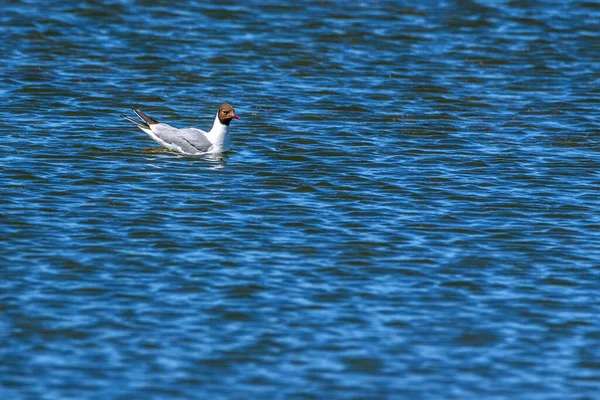 Lonely Gull Floating Water — Stock Photo, Image