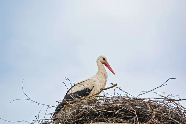 Stork Nest Cloudy Gray Sky Photographed Close — Stock Photo, Image