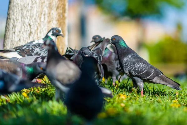Tauben Unter Einem Baum Auf Der Wiese Sommer Park — Stockfoto