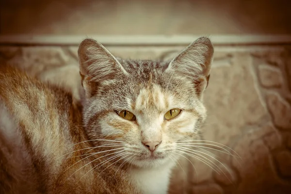 Vacker Katt Verandan Gatan — Stockfoto