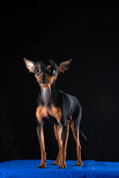Portré Egy Játék Terrier Kutya Egy Fekete Háttér Fényképezett Közelkép — Stock Fotó