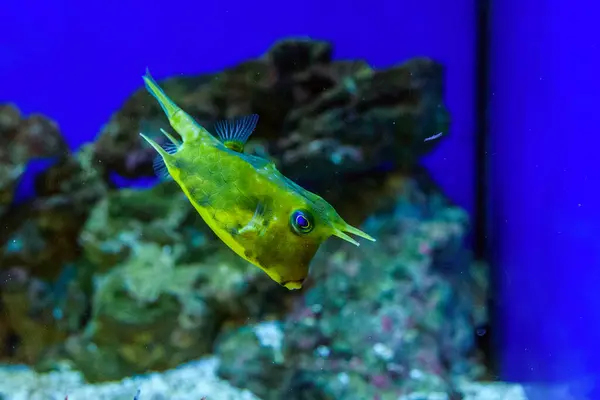 Морська Риба Акваріумі — стокове фото