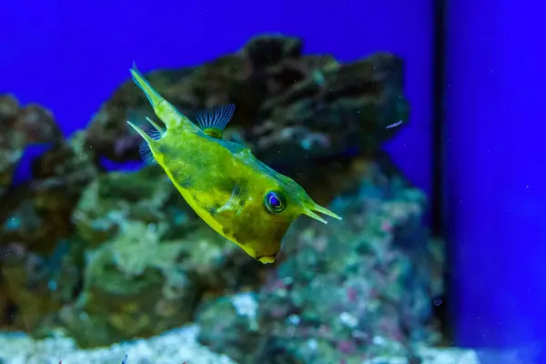 Peixe Marinho Aquário — Fotografia de Stock