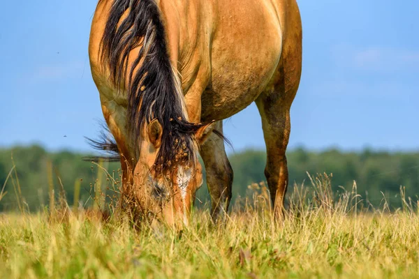 在草地上吃草的马的肖像 — 图库照片
