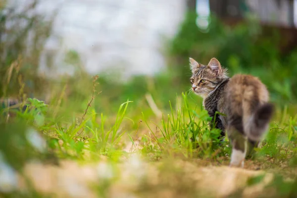 Piękny Szary Kotek Siedzi Zielonej Trawie — Zdjęcie stockowe