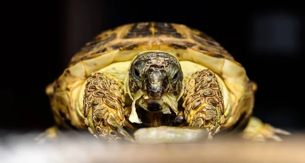 Ağzında Yemek Olan Kaplumbağa — Stok fotoğraf