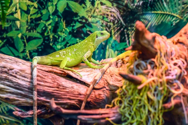 Iguana Ramo Árvore Jardim Zoológico — Fotografia de Stock