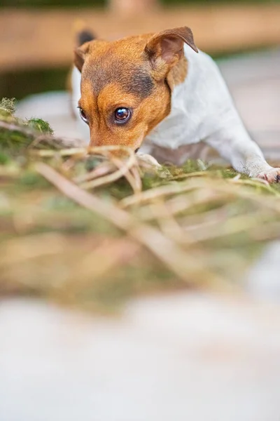 Close Portrait Jack Russell Terrier Forest — Stock Photo, Image