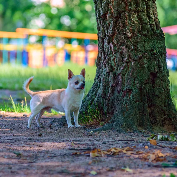 Chihuahua Leker Gården — Stockfoto