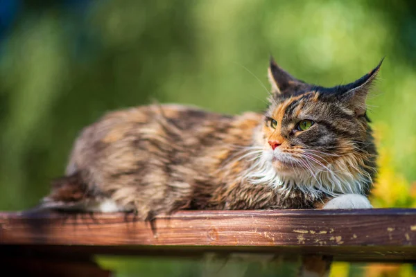 Maine Mýval Kočka Portrét Parku — Stock fotografie