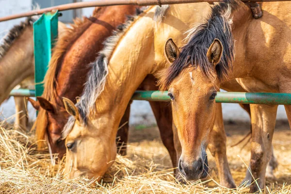 Les Chevaux Ferme Mangent Foin Photographié Près — Photo