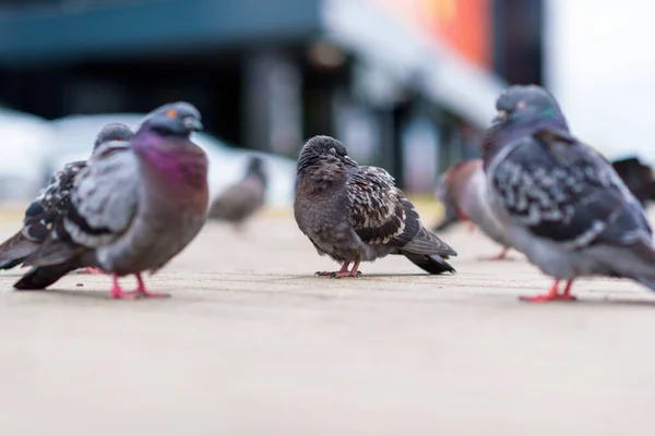 Porträt Einer Taube Auf Einer Straße Der Stadt Sommer — Stockfoto