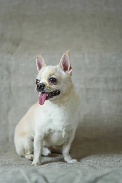 Portrait Chihuahua Gray Background — Stock Photo, Image