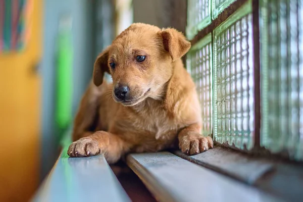 Retrato Perro Callejero Con Ojos Tristes — Foto de Stock