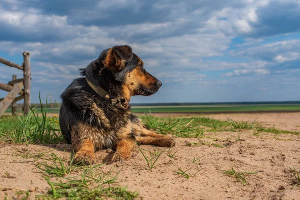 Herrelös Hund Ligger Marken Solig Dag — Stockfoto