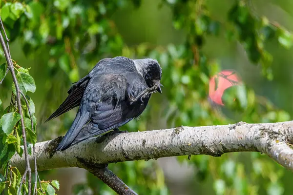 Corbeau Debout Sur Une Jambe Sur Une Branche — Photo