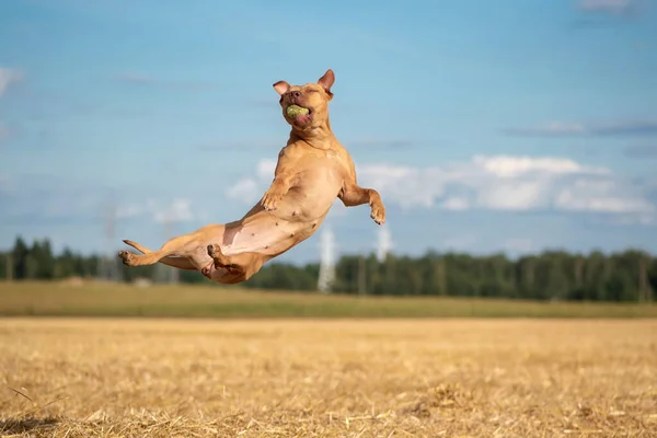 Vicces Amerikai Pit Bull Terrier Elkapja Labdát Egy Ugrás Pályán — Stock Fotó