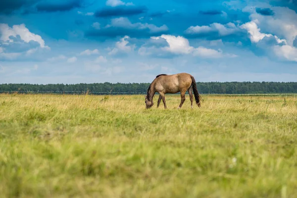 Yalnız at çayırda otluyor..